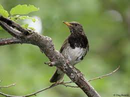 Turdus atrogularis