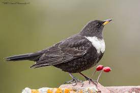 Turdus Torquatus