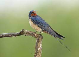 Hirundo Rustica