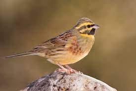 Emberiza Cirlus