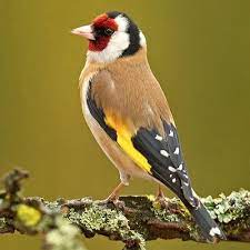 Carduelis Carduelis