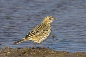 Anthus Pratensis