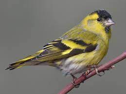 Carduelis Spinus