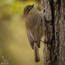 Phylloscopus Sindicus