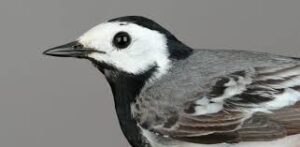 Motacilla Alba