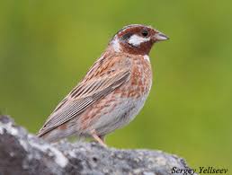 Emberiza Leucocephalos