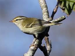 Phylloscopus Inornatus