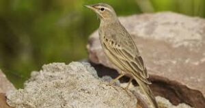 Anthus Similis