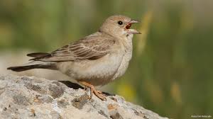 Pale Rock Sparrow