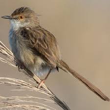 Prinia Gracilis