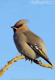 Bombycilla Garrulus