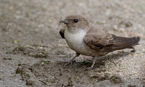 Hirundo Rupestris