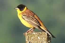 Emberiza Melanocephala