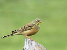 Emberiza Hortulana