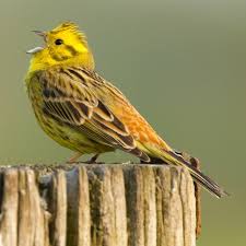 Emberiza Citrinella