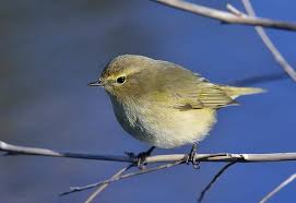 Phylloscopus Nitidus