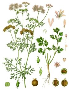 Coriandrum sativum بذر گشنیز