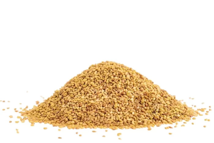 Medicago sativa بذر یونجه