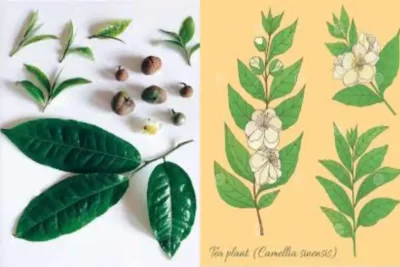 Camellia sinensis چای سبز