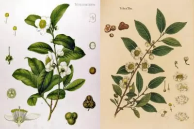 Camellia sinensis چای سبز