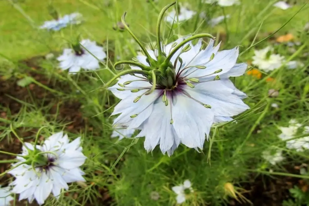 Nigella Sativa سیاهدانه