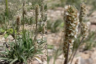 Plantago ovata اسفرزه