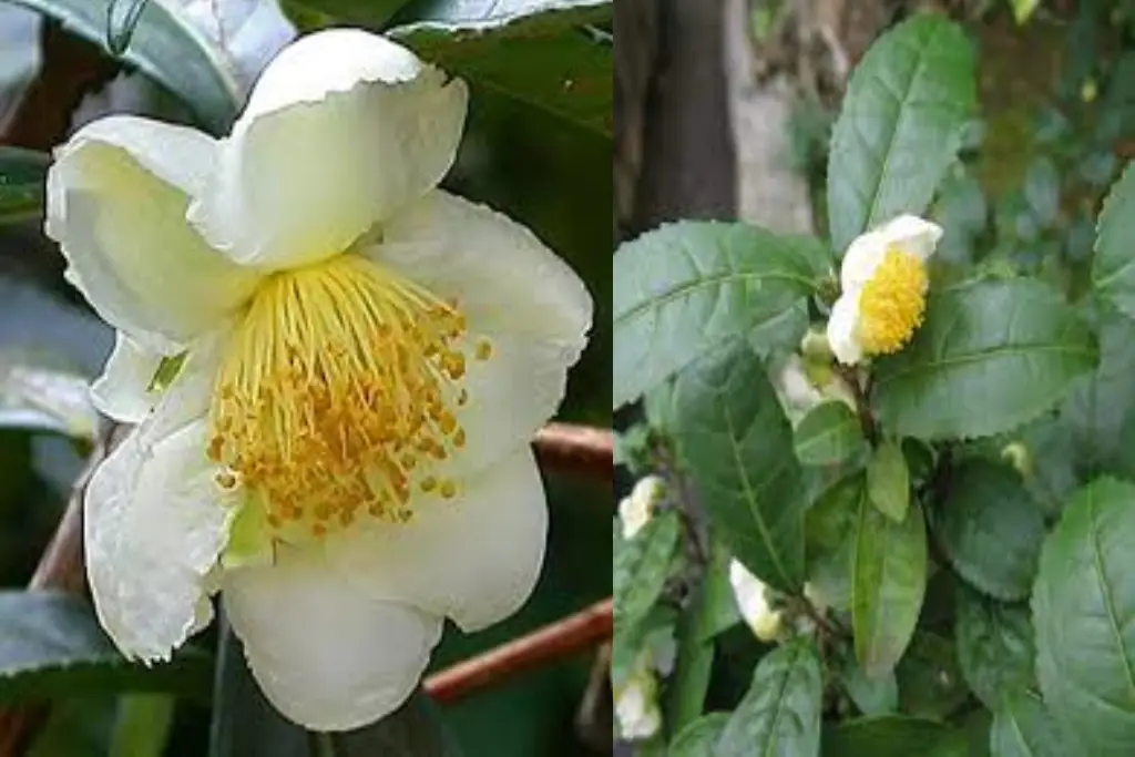 Camellia sinensis چای سبز