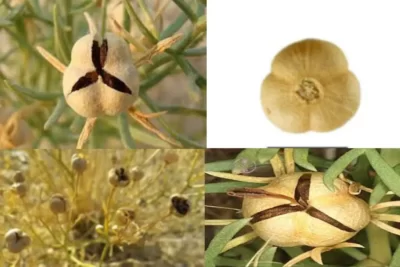 Peganum Harmala