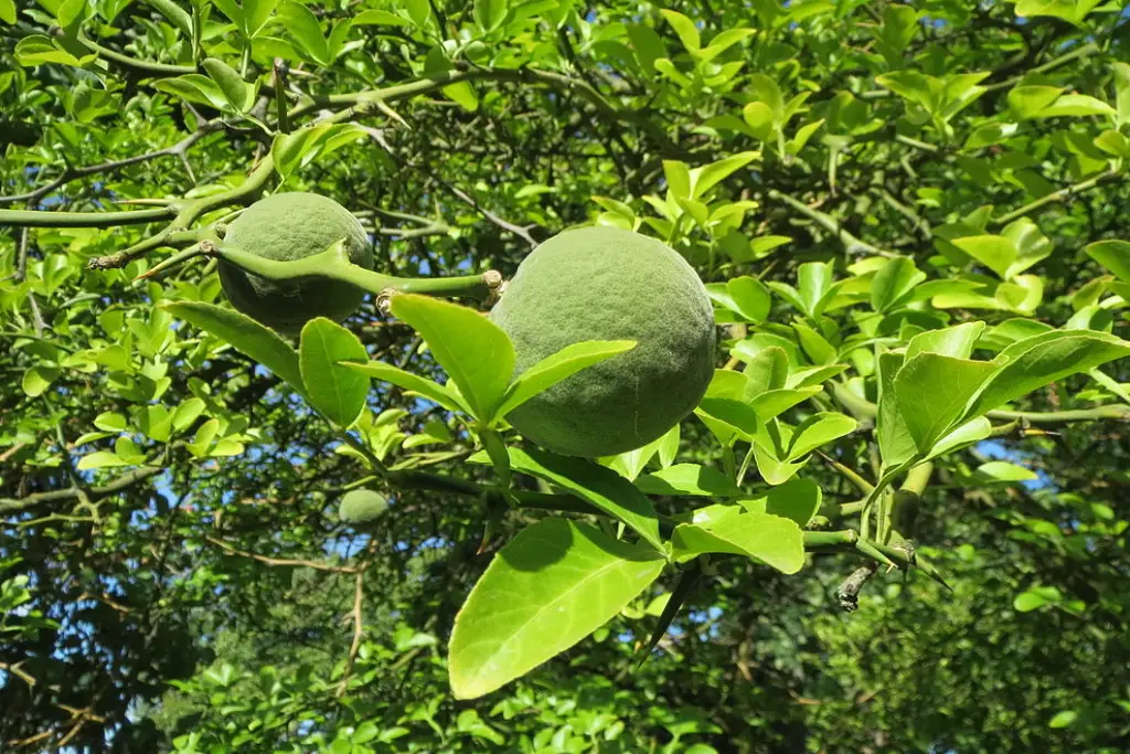 Poncirus trifoliata