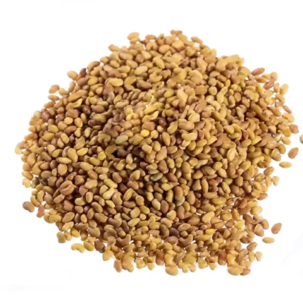 Medicago sativa بذر یونجه