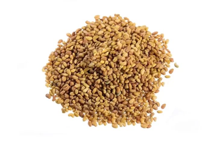 Medicago sativa بذر یونجه