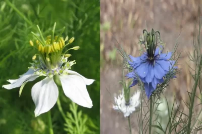 Nigella Sativa سیاهدانه