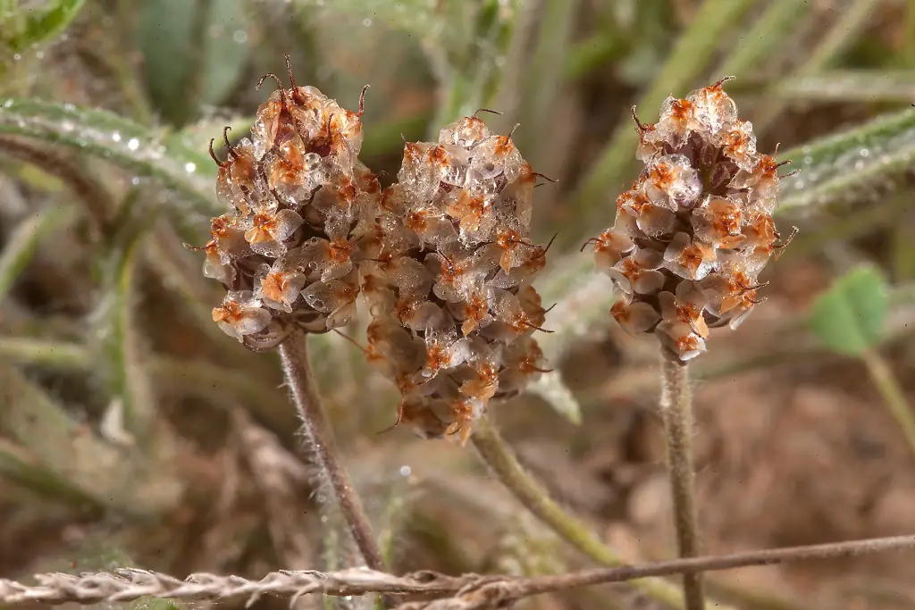 Plantago ovata اسفرزه