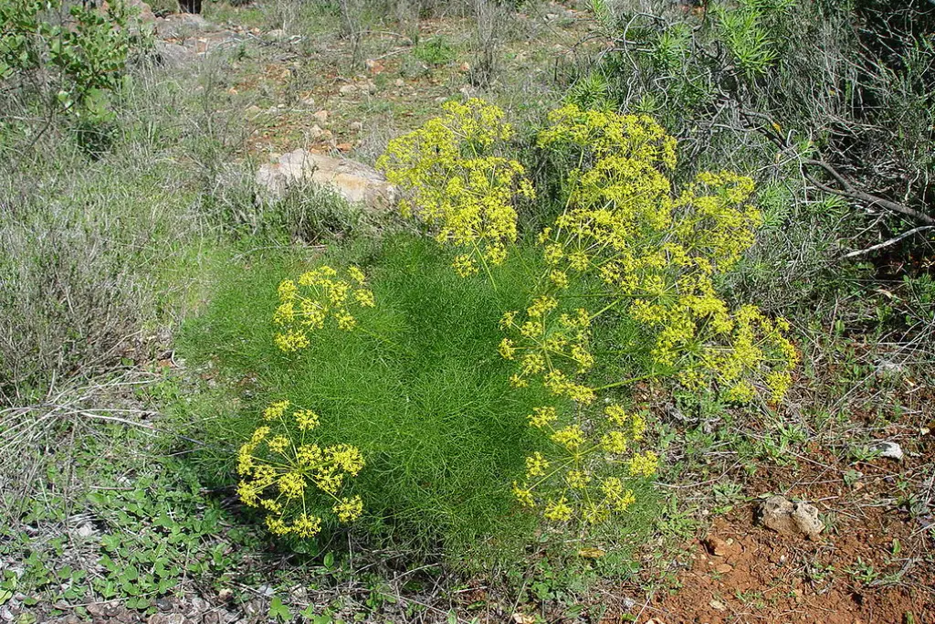 Foeniculum vulgare