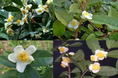 Camellia sinensis چای سبز