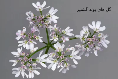 Coriandrum sativum بذر گشنیز