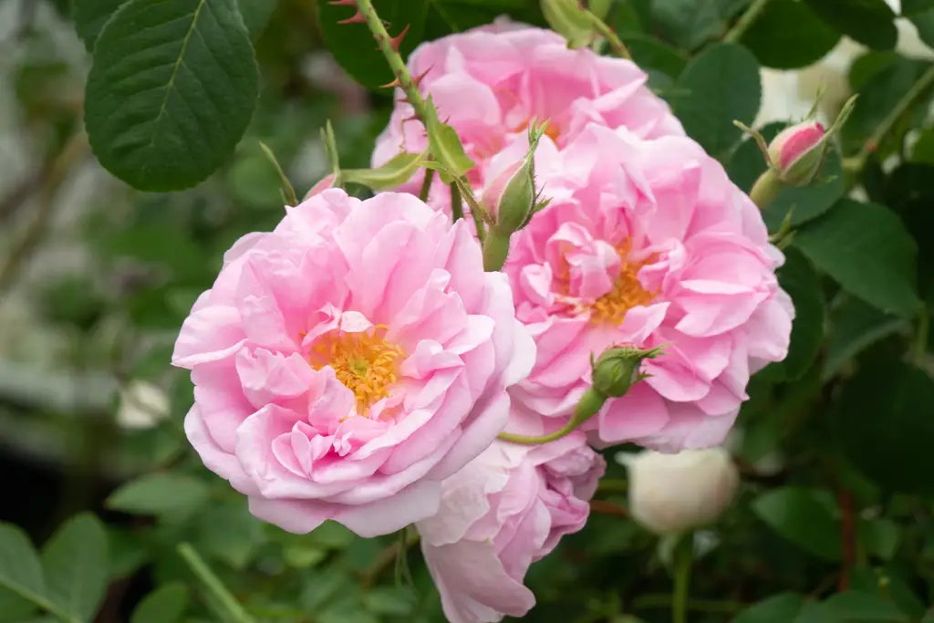 Rosa damascena