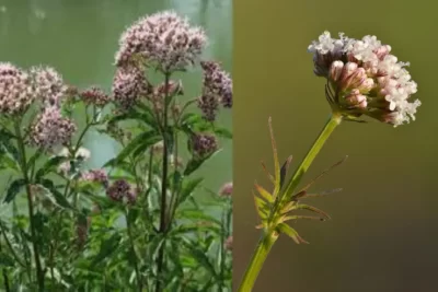 Valeriana officinalis