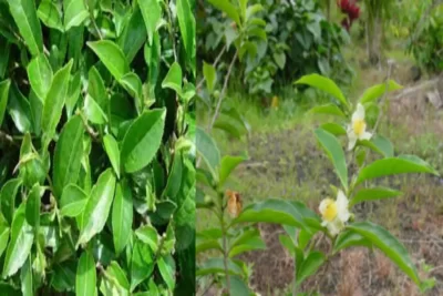 Camellia sinensis چای سبز