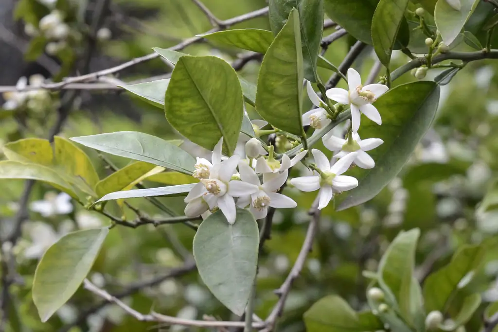 Citrus Bigardia Duh