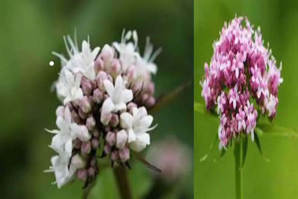 Valeriana officinalis