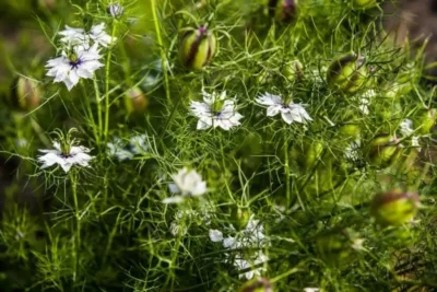 Nigella Sativa سیاهدانه