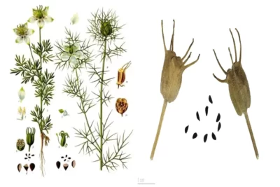 Nigella Sativa سیاهدانه