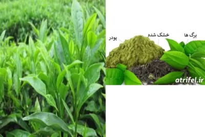 Camellia sinensis چای سبز