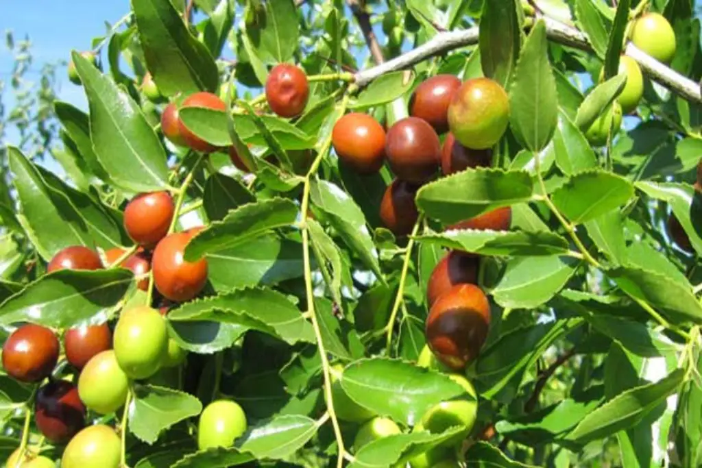 خواص عناب، شناخت گیاه(Zizyphus jujuba Mill) و مضرات آن