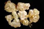 Boswellia carterii کندر