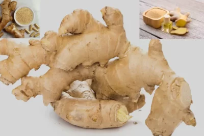 Zingiber officinalis Rosc زنجبیل