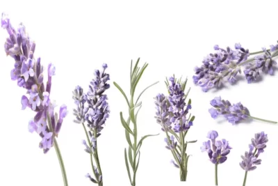 Lavandula vera اسطوخودوس