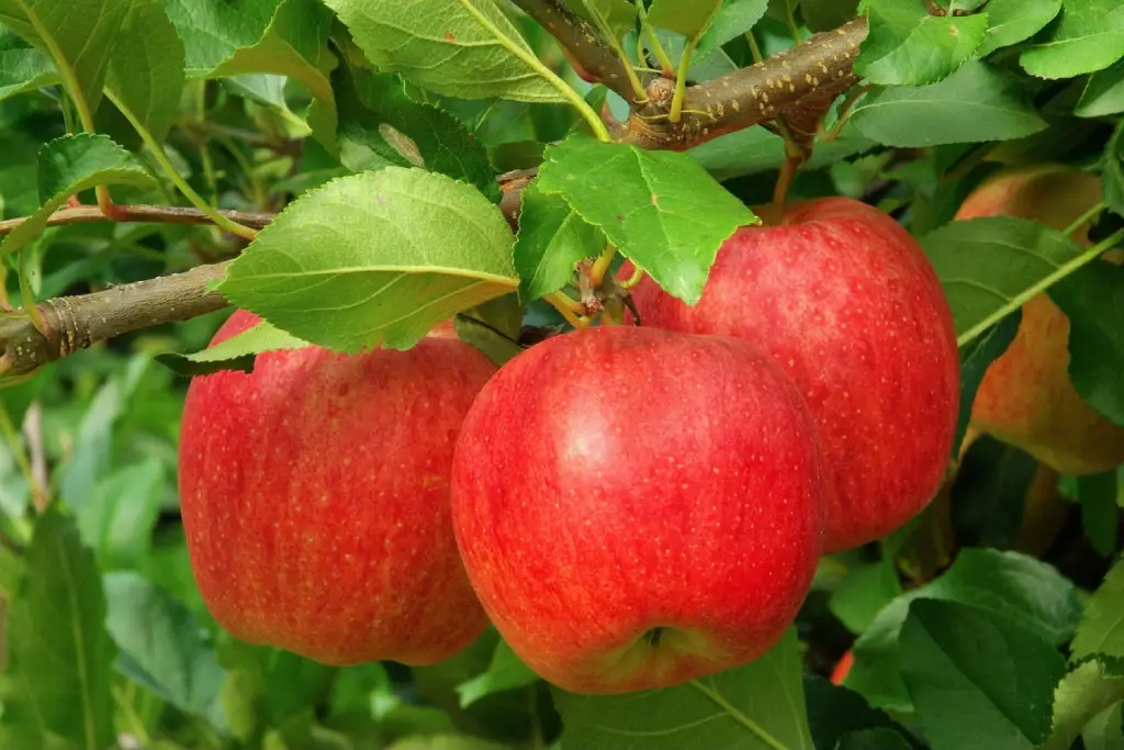 Malus pumila سیب