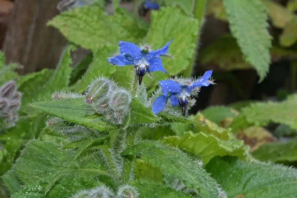 Echium amoenum گل گاوزبان